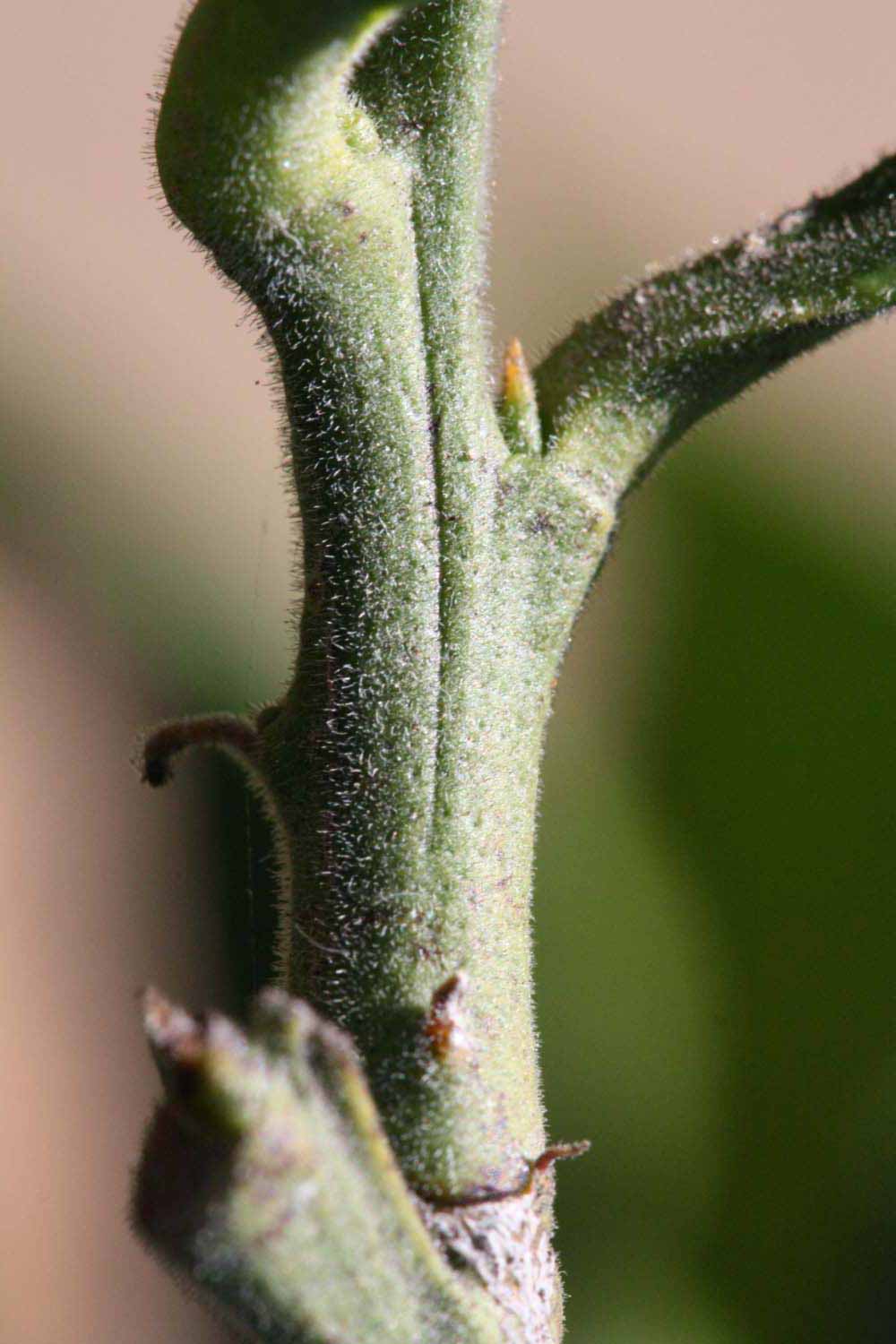            First year twig (Riverside, CA)   